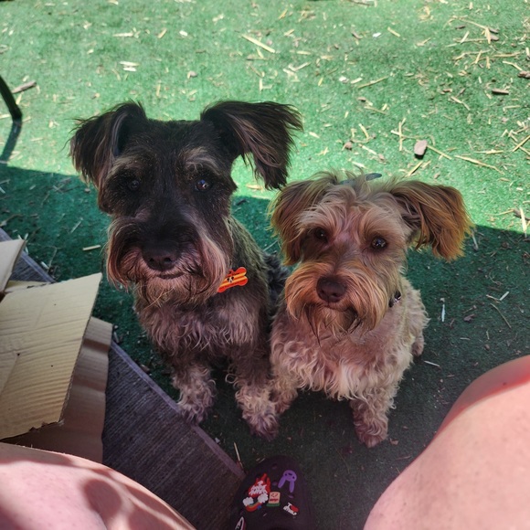 Meet your Posher, Phoenix - Picture 5 of 6